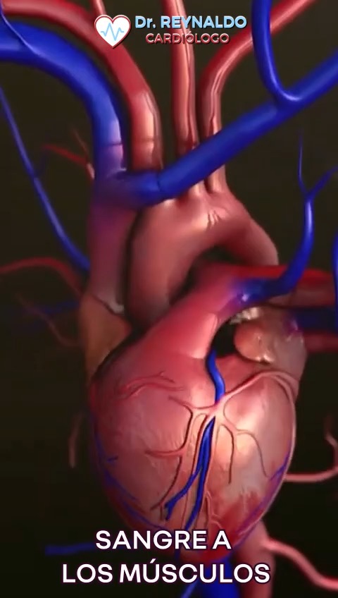 Modelo anatómico del corazón en el video del Dr. Reynaldo Pérez Delgado sobre el fenómeno de Bowditch